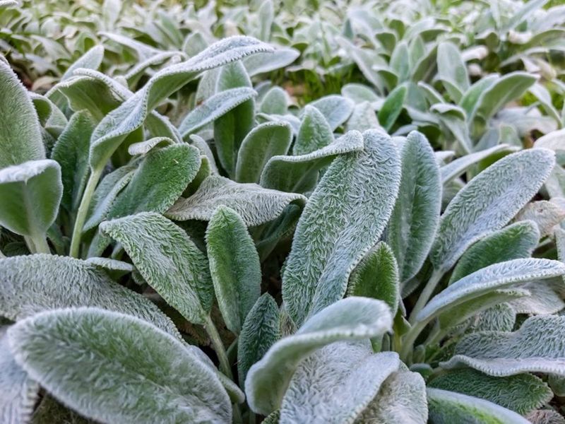 Why Lamb’s Ear Can Struggle in a Humid Summer