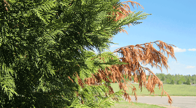Why Leyland cypress can struggle along North Carolina property lines