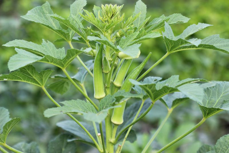 Why Many Garden Crops Falter Before Okra