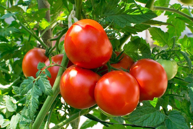 Why Rapid Removal Matters on a Central Texas Fall Tomato Why Rapid Removal Matters on a Central Texas Fall Tomato