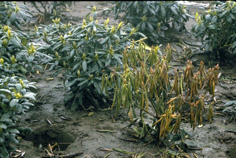 Why Saturated Soil Can Turn Camellia Leaves Yellow