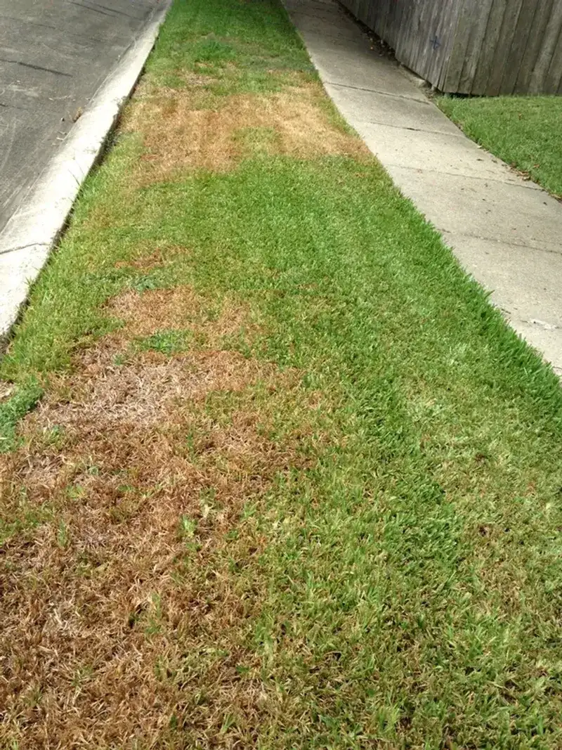 Why Some Florida Homeowners Reconsider St. Augustinegrass