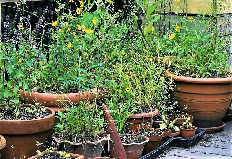 Why a Container Can Serve as a Convenient Perch