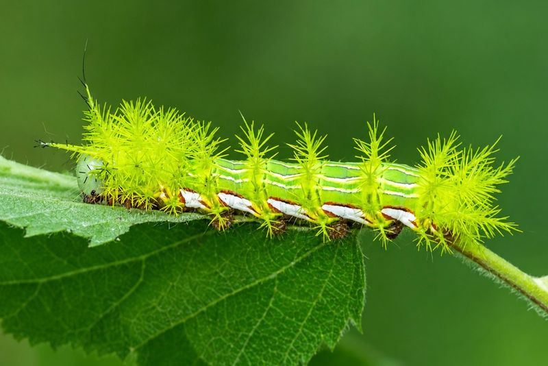 Why a Florida plant may host an Io moth caterpillar now