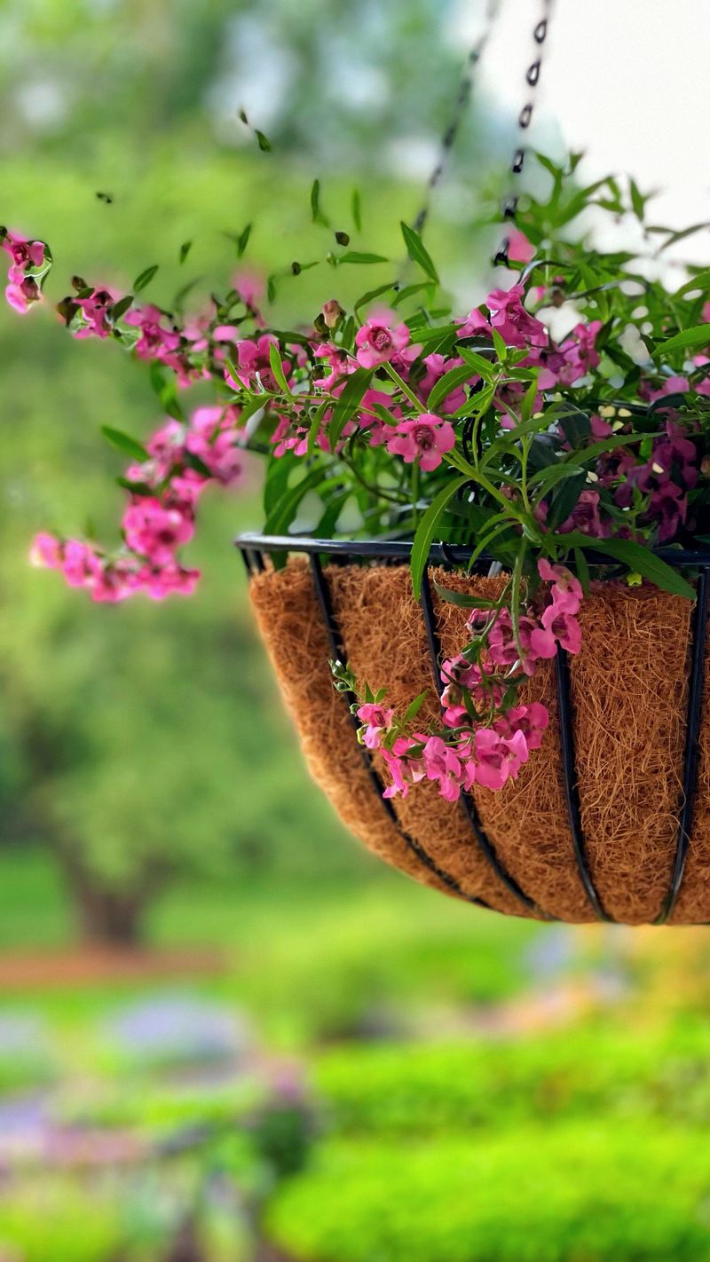 Why a Hanging Basket Can Collapse by Afternoon