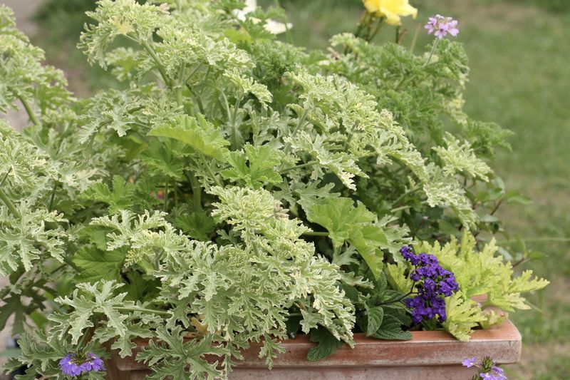 Why a Leafy Garden Geranium May Stop Flowering
