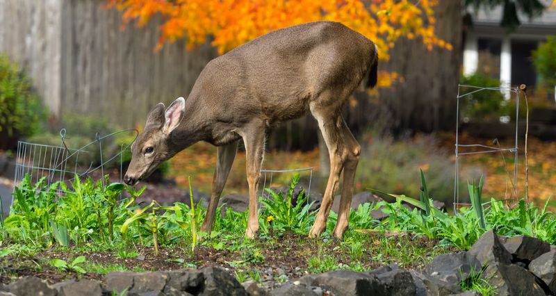 Why a Well-Watered Garden Beside Cover Becomes an Easy Target