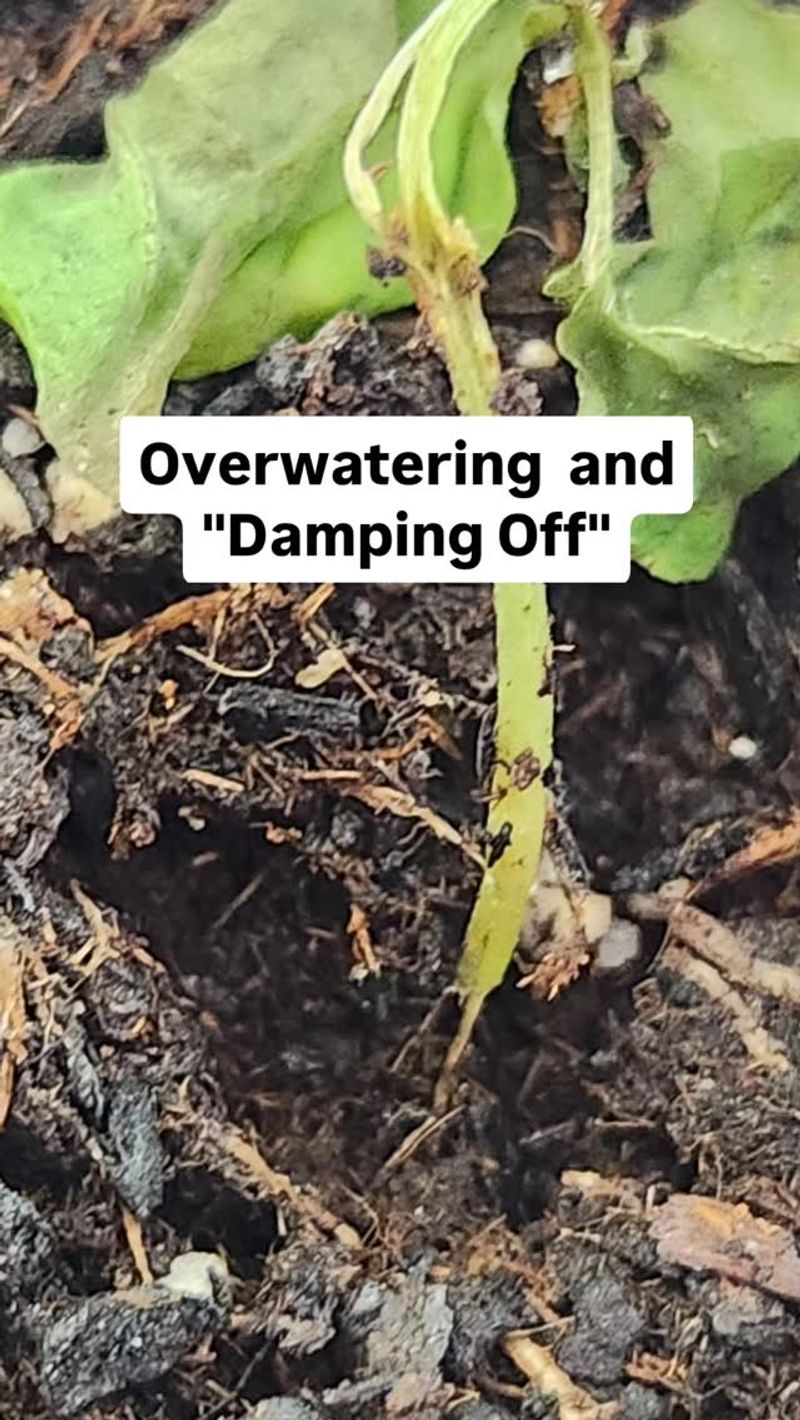 Why a constantly wet seedbed makes young spinach fail Why a constantly wet seedbed makes young spinach fail