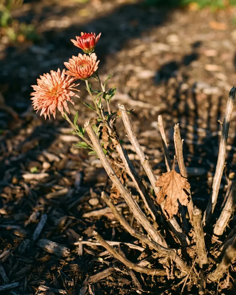 Why a fall purchase often fails before winter