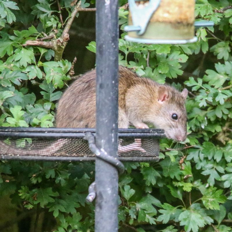 Why a feeder can become a rat stop
