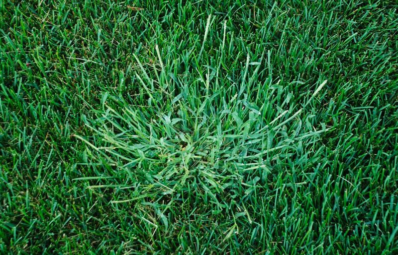 Why a healthy canopy reduces crabgrass opportunities
