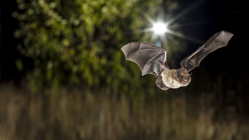 Why a light can attract some bats while excluding others