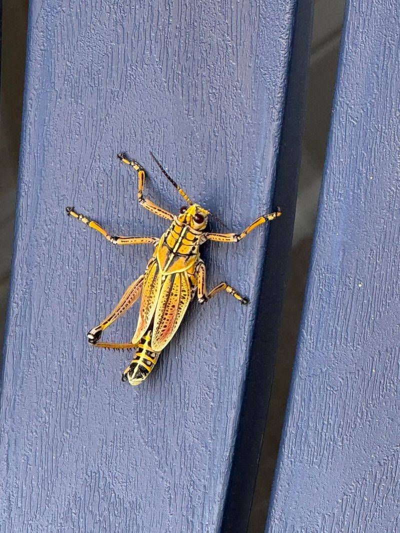 Why a normal yard spray often loses the fight