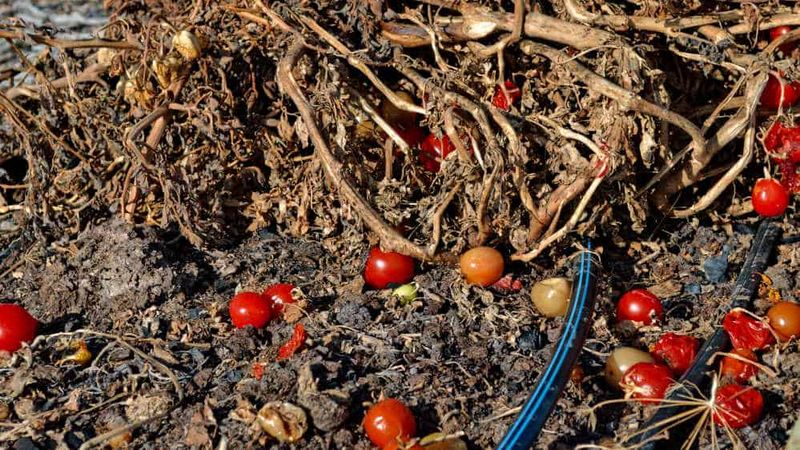 Why abandoned tomato debris can carry trouble forward