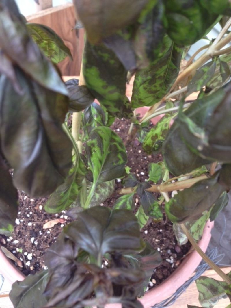 Why basil can turn black before frost arrives