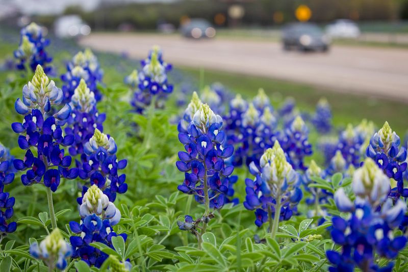 Why bluebonnets stay visible along managed roadsides