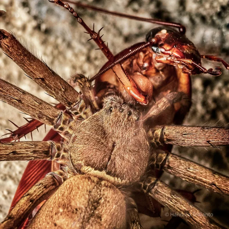 Why cockroaches may be on its menu Why cockroaches may be on its menu