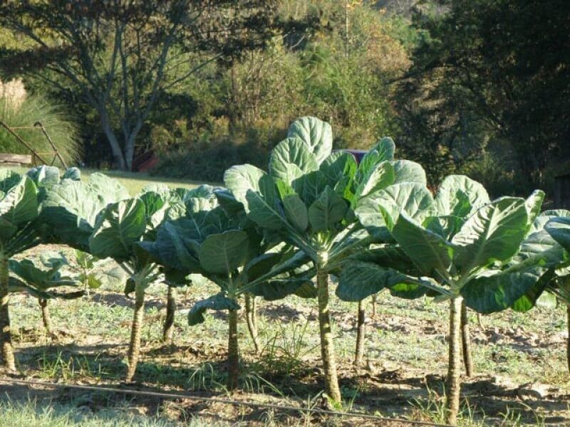 Why cooler growth usually gives collards a better flavor chance