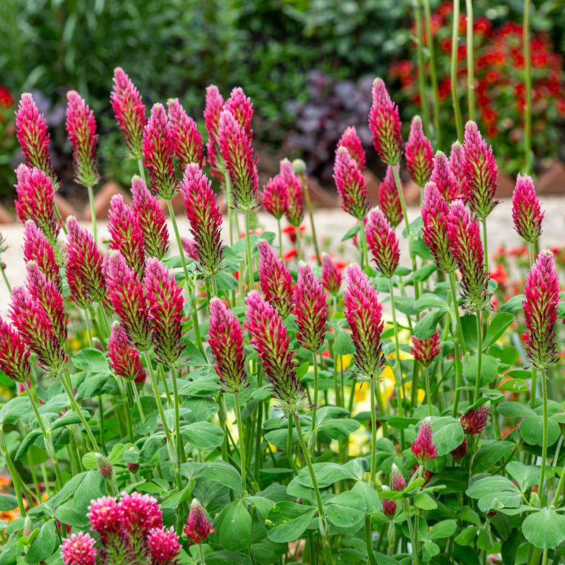 Why crimson clover fits some North Carolina beds Why crimson clover fits some North Carolina beds