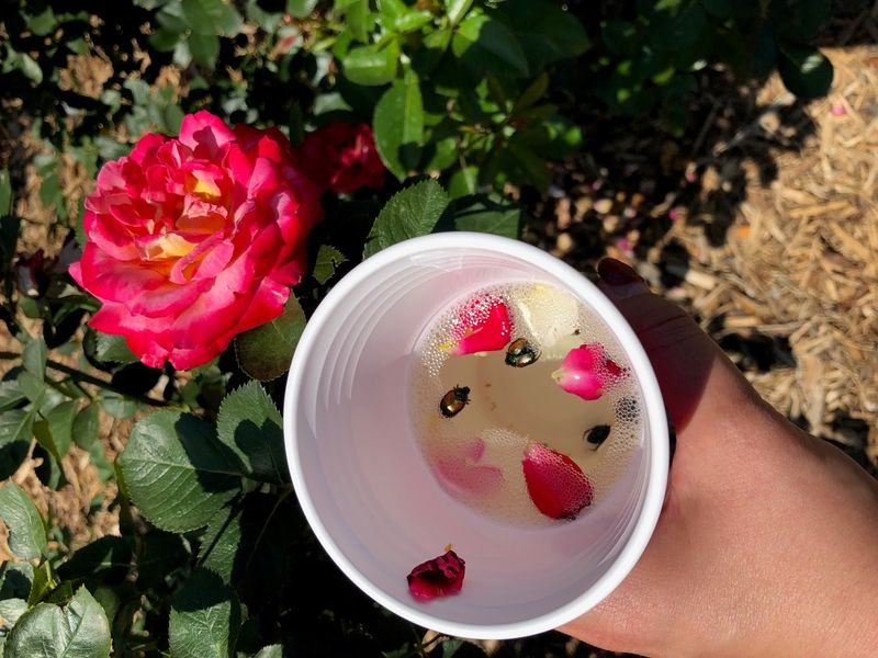 Why daily hand removal works well for a small rose planting