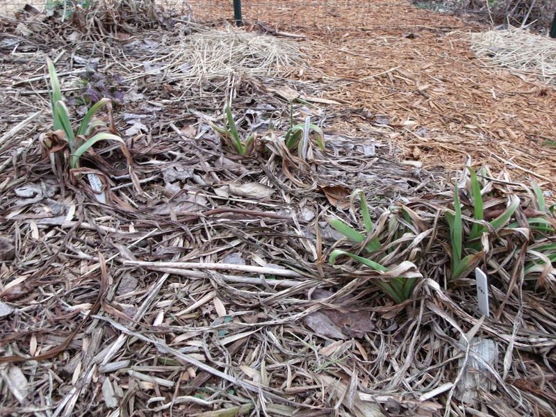 Why daylily foliage changes on different schedules