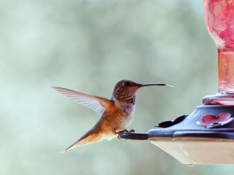 Why do hummingbirds pass a perfectly good feeder?