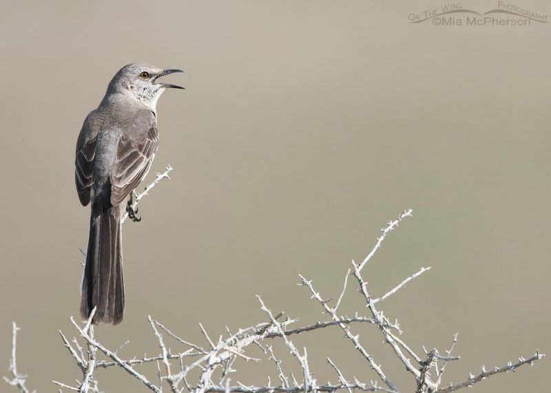 Why does a mostly daytime bird sing after dark?