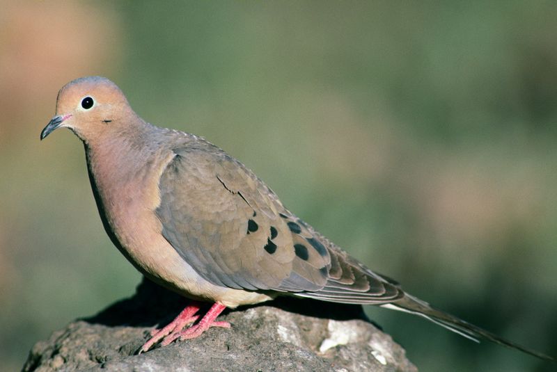 Why doves cannot replace weed management