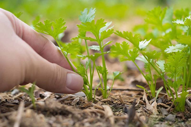 Why early-September cilantro can work—when conditions line up
