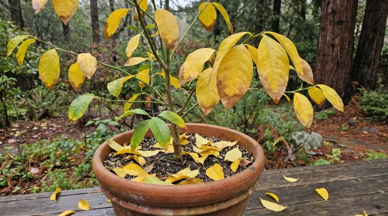 Why extra water can backfire after major canopy loss