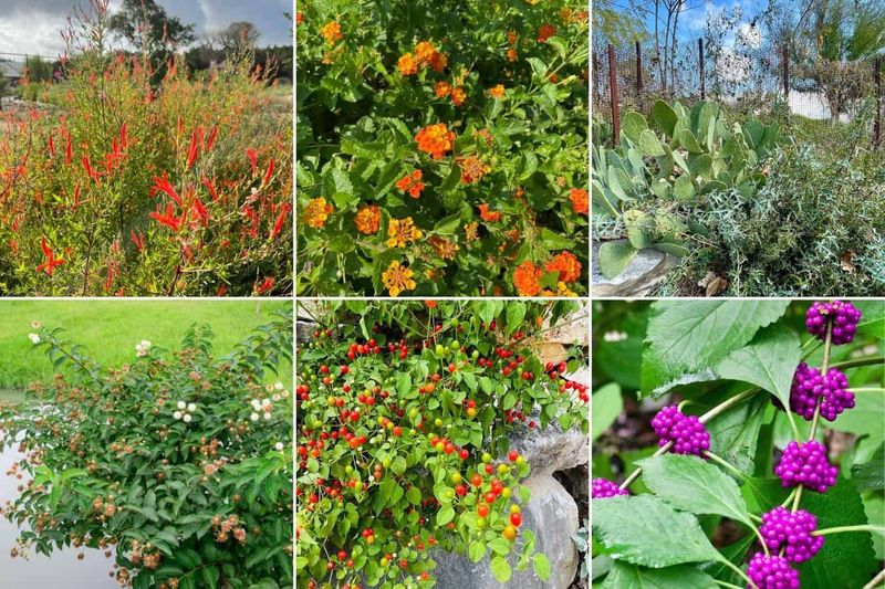 Why fall can be a useful time to plant