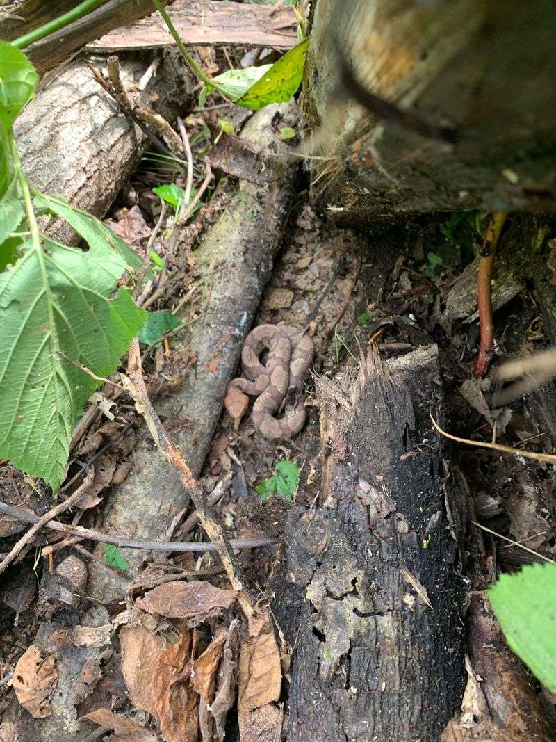 Why fall can make copperheads easier to notice