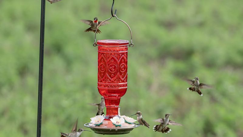 Why fall can make feeder battles more noticeable