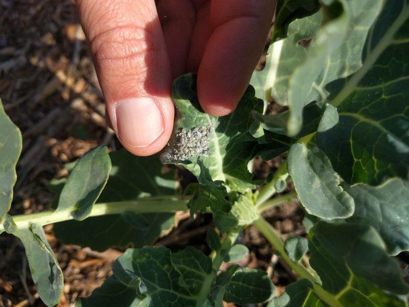 Why fall conditions can favor aphid buildup