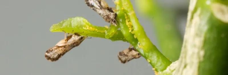 Why fall’s new citrus growth deserves a closer look Why fall’s new citrus growth deserves a closer look