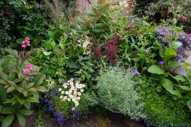 Why gardeners look beyond annual impatiens