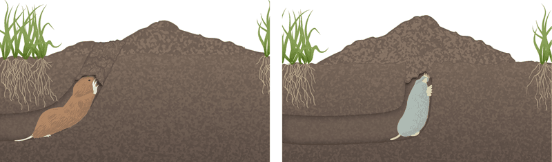 Why gophers reach plants from below