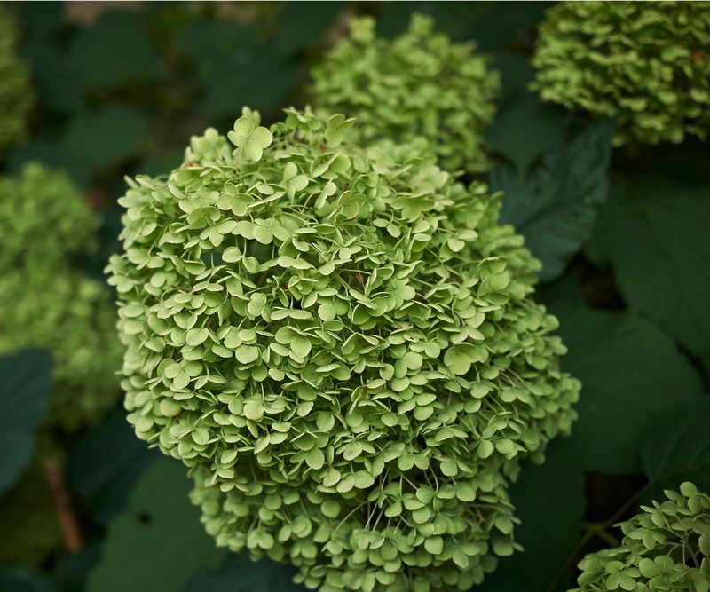 Why healthy hydrangea blooms often fade green