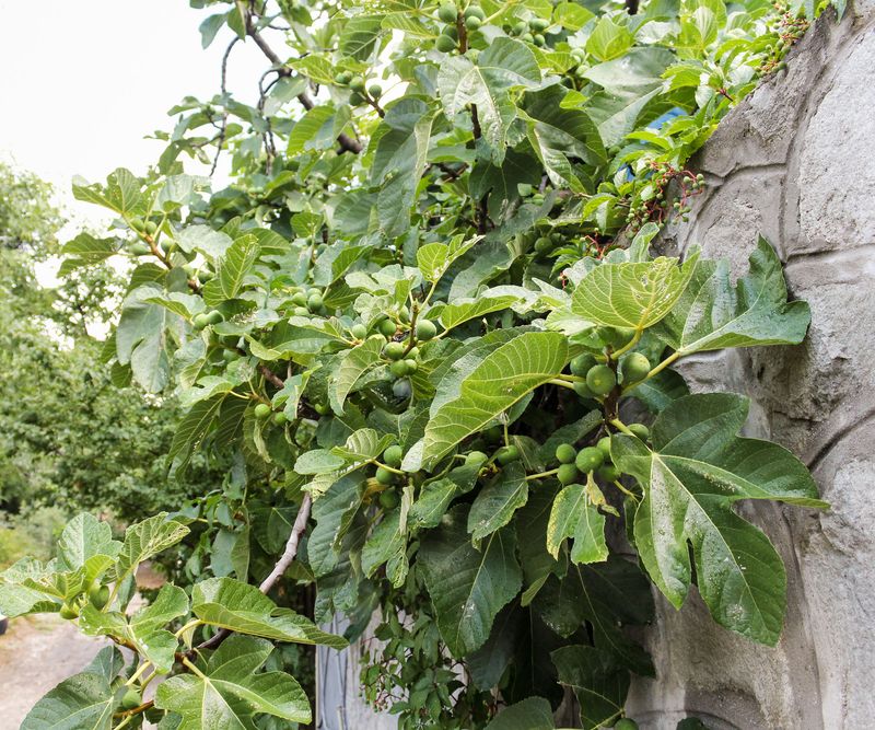 Why healthy leaves still matter Why healthy leaves still matter