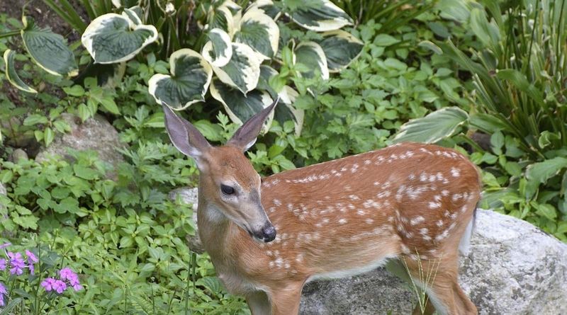 Why hostas may become a deer problem