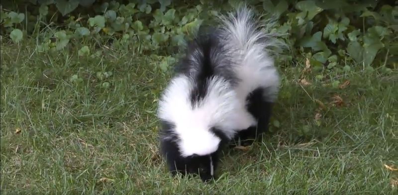 Why improvised skunk repellents are not a reliable first step