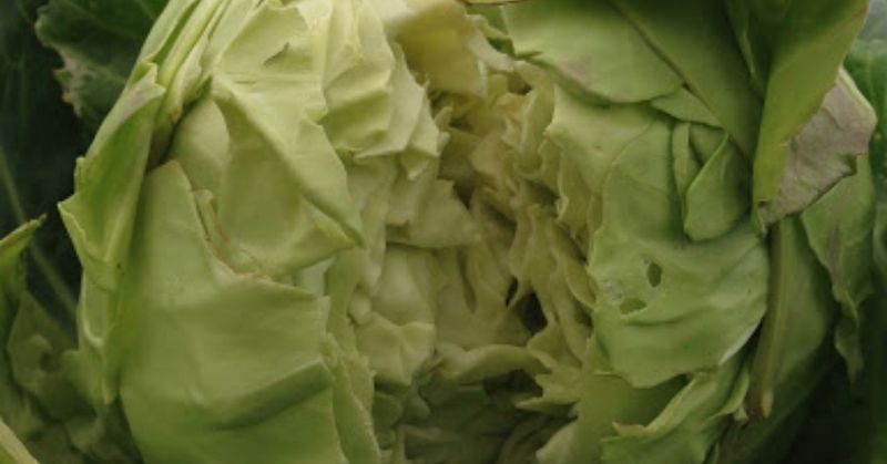 Why irregular moisture can force mature leaves apart