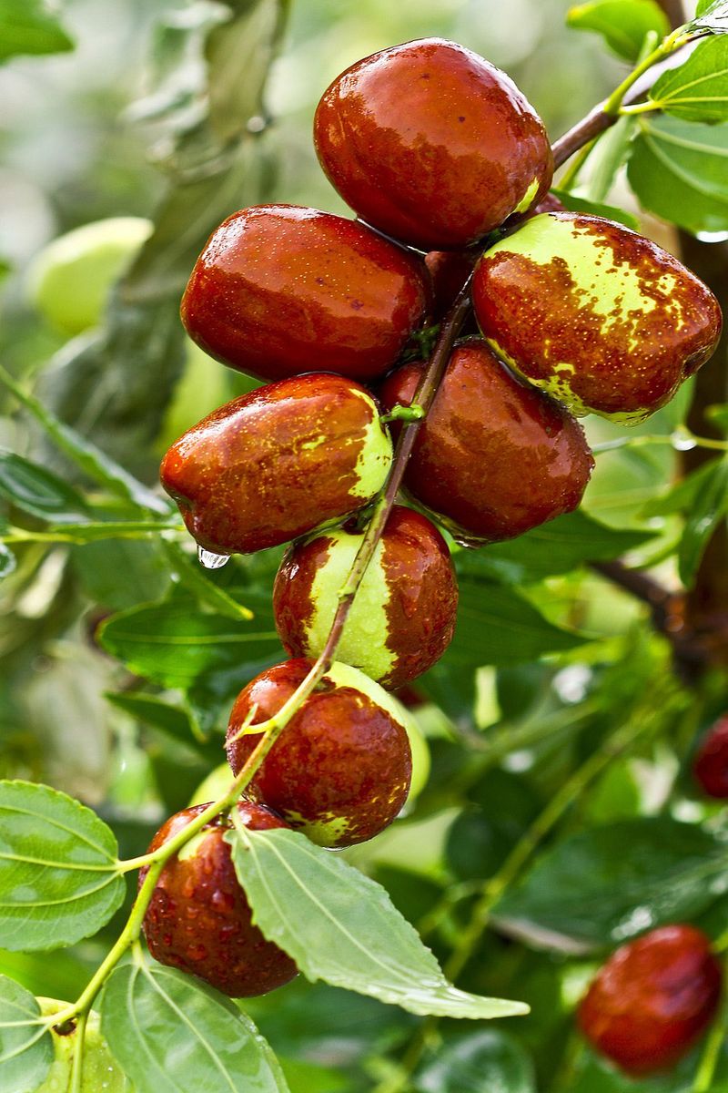 Why jujube suits many Texas yards