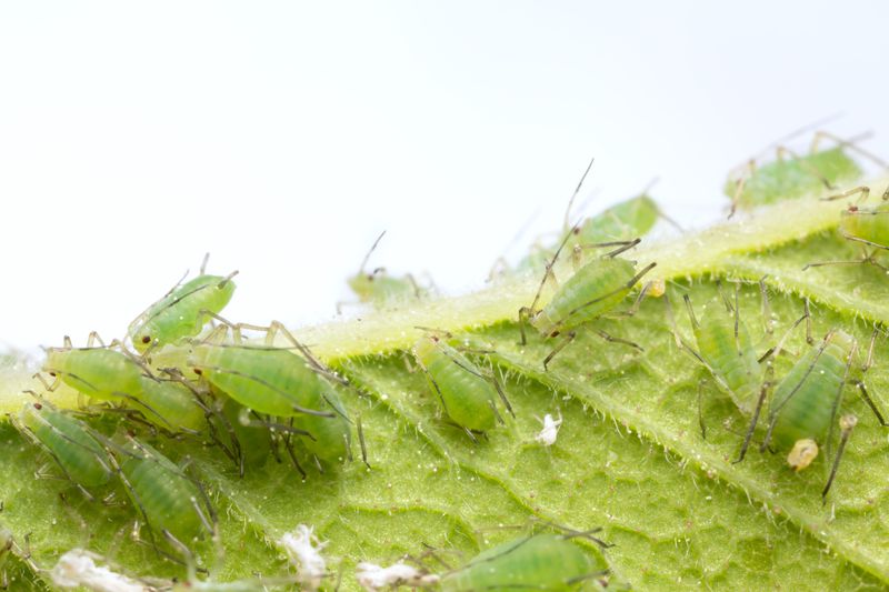 Why juncos are not a reliable aphid-control strategy Why juncos are not a reliable aphid-control strategy