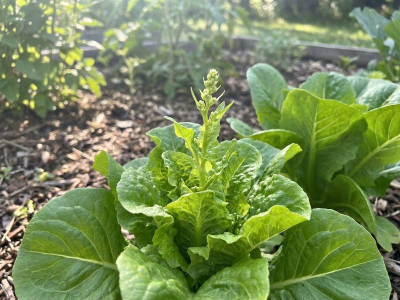 Why late-summer heat can spoil a fall lettuce planting Why late-summer heat can spoil a fall lettuce planting