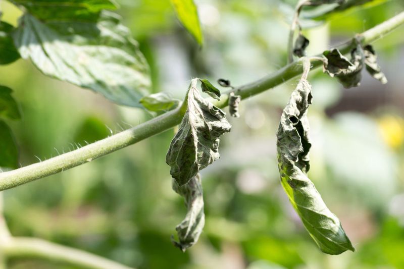 Why leaves can curl when the soil is moist
