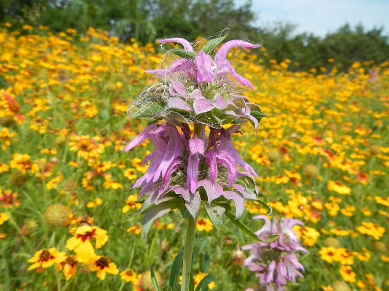 Why lemon beebalm suits many Texas borders