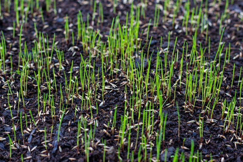 Why light contact helps a seed start