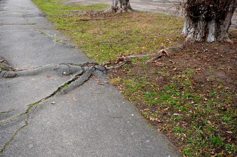 Why live-oak roots can lift a driveway