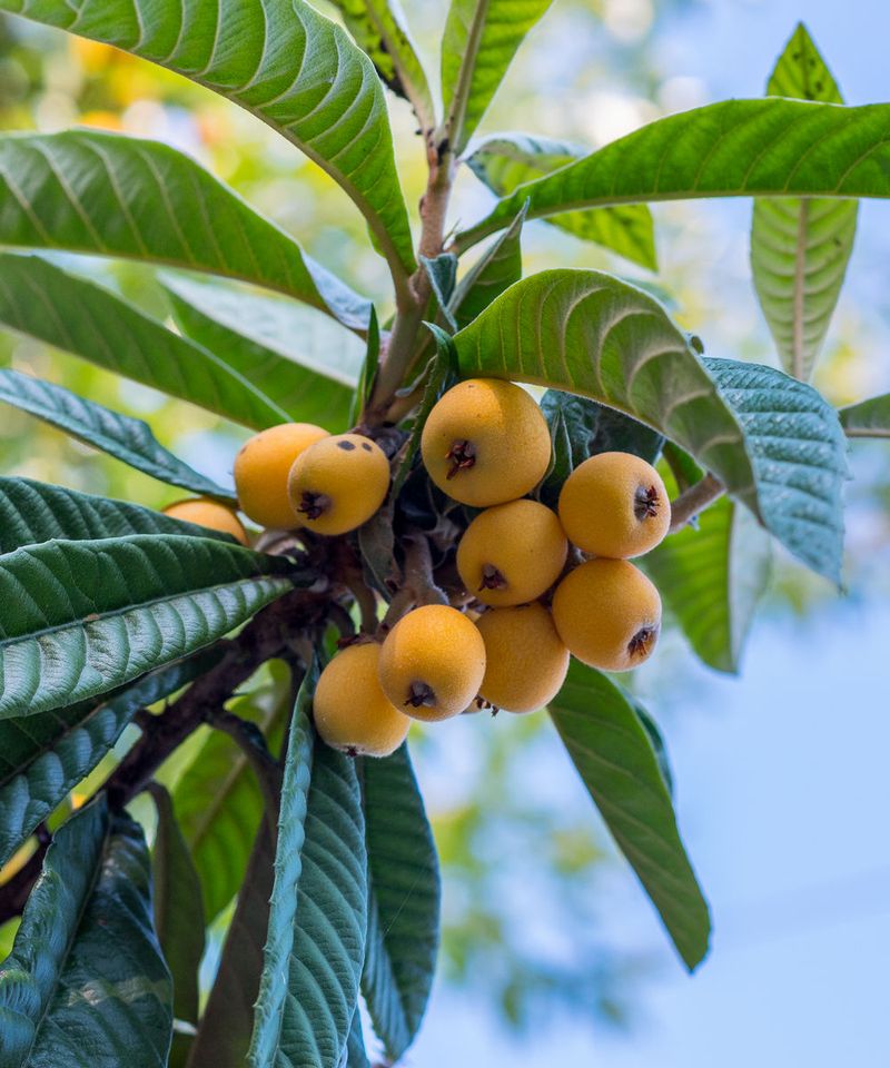 Why loquat belongs on a California backyard shortlist